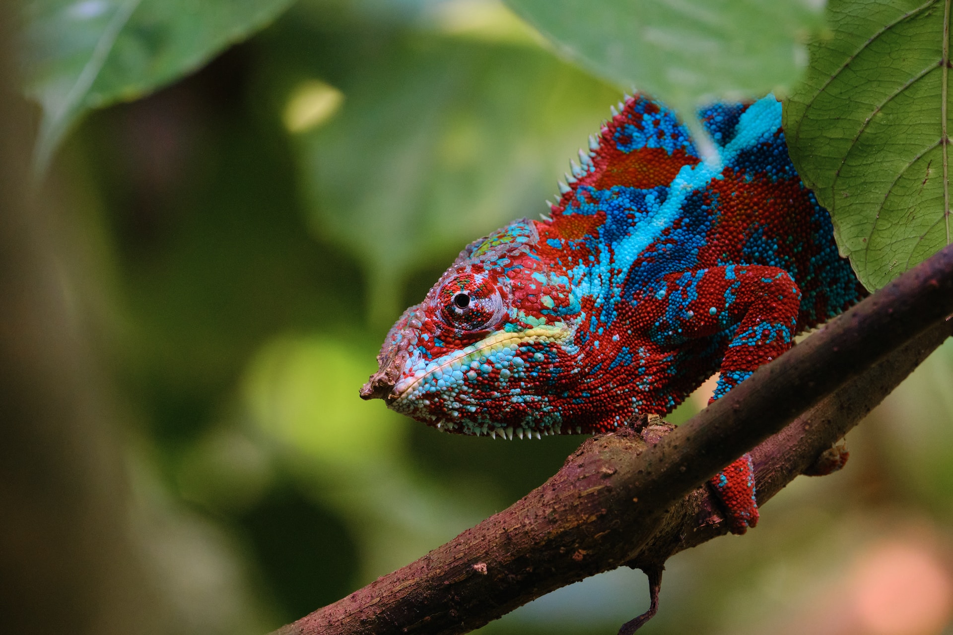simon-schwyter-Nod8_cz1NDU-unsplash